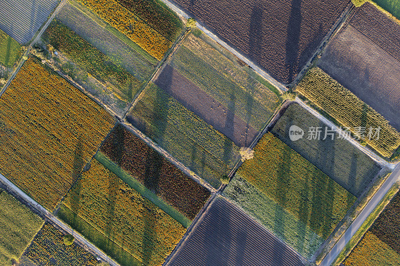 Flower fields in the state of Michoacán, Mexico in the Golden Hour